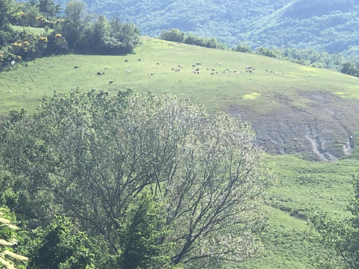 Agriturismo Il Covo Del Solengo Valtopina Bagian luar foto